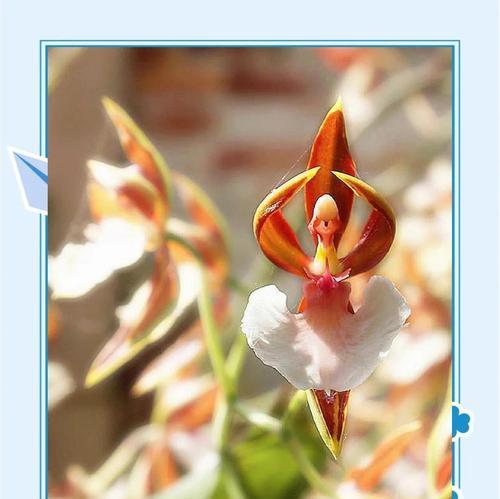 凤仙花的花期是什么时候？凤仙花的养护方法有哪些？