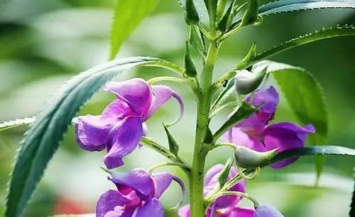 凤仙花的花期是什么时候？凤仙花的养护方法有哪些？
