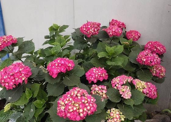 绣球花生长习性大公开？如何正确浇水施肥避免踩雷？