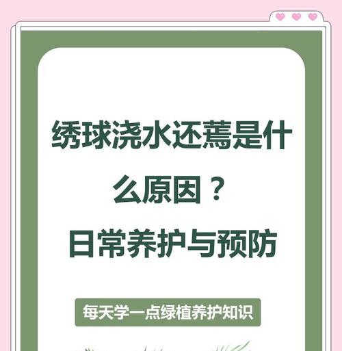 绣球花生长习性大公开？如何正确浇水施肥避免踩雷？