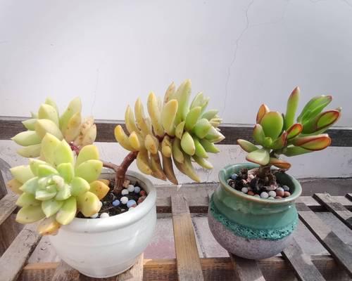 春暖后适合入手哪些盆栽开花植物？这些植物耐半阴吗？