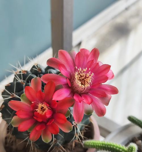 春暖后适合入手哪些盆栽开花植物？这些植物耐半阴吗？