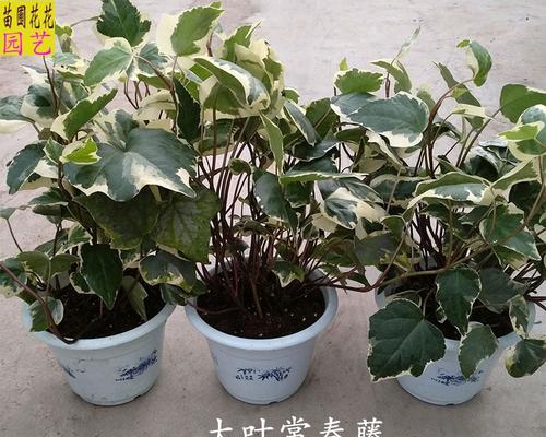 夏季常春藤能施肥吗？常春藤怎样养才能更好看？