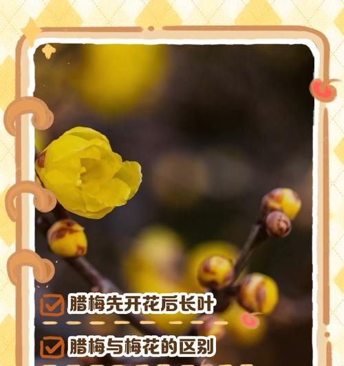 腊梅花几月开花？腊梅花的养护技巧有哪些？