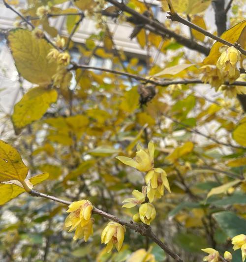 腊梅花几月开花？腊梅花的养护技巧有哪些？