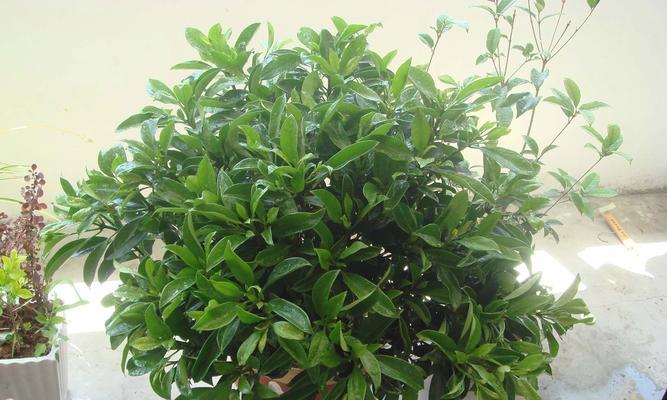 非洲茉莉会开花吗？非洲茉莉开花的养护方法是什么？