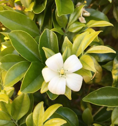 非洲茉莉会开花吗？非洲茉莉开花的养护方法是什么？