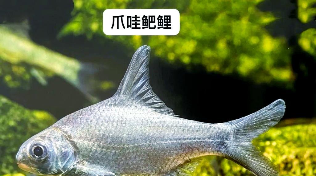 鱼类繁殖方式有哪些多样性？探讨鱼类繁殖方式的多样性是什么？