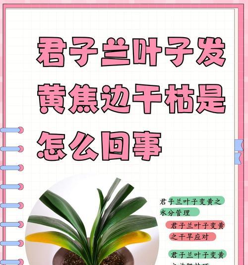 鹤望兰叶子发黄焦边干枯是什么原因？如何解决？