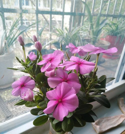 长春花修剪秘籍是什么？如何进行4次关键修剪？