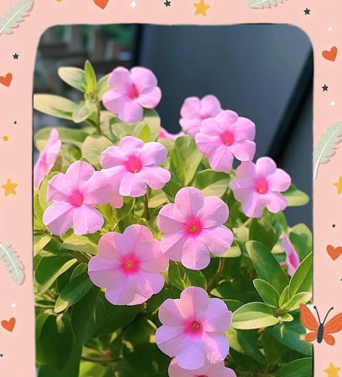 长春花修剪秘籍是什么？如何进行4次关键修剪？