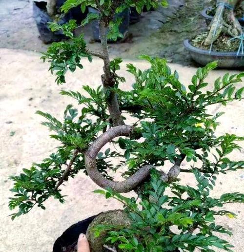 长春花修剪秘籍是什么？如何进行4次关键修剪？