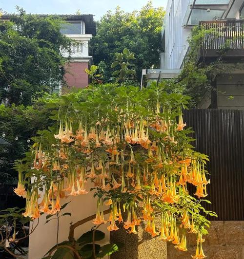 被称为“坑人花”的植物有哪些？放在家里太晦气的原因是什么？