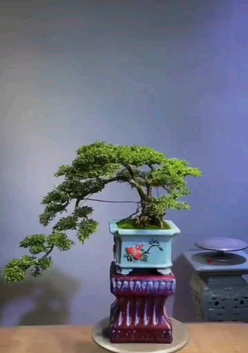 满天星盆栽养护技巧有哪些？如何保持满天星的健康生长？