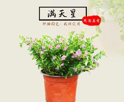 满天星盆栽养护技巧有哪些？如何保持满天星的健康生长？