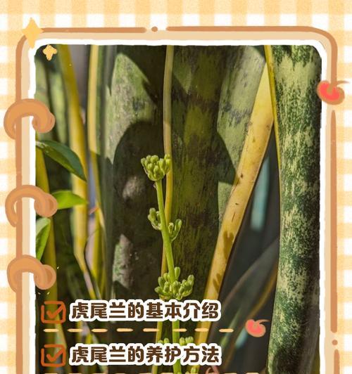 虎尾兰怎么养？有哪些有效的养殖技巧？
