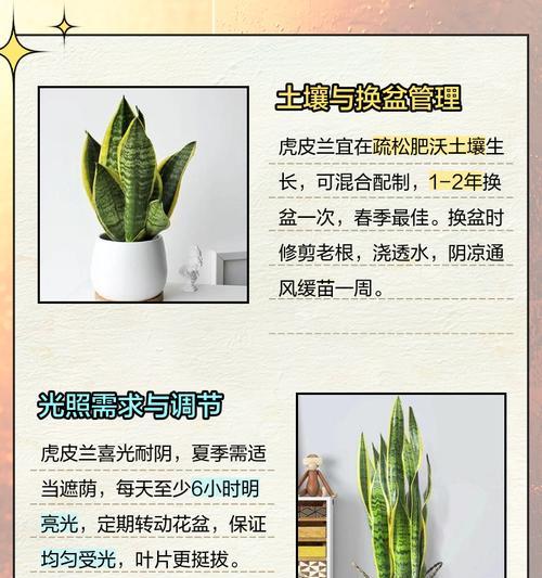 虎尾兰怎么养？有哪些有效的养殖技巧？
