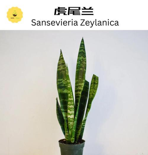 虎尾兰怎么养？有哪些有效的养殖技巧？
