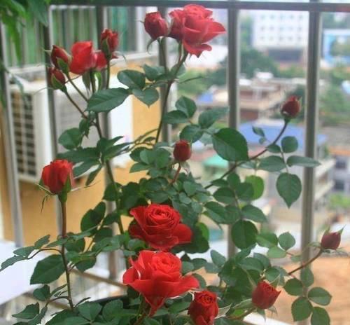 月季花如何培育出硕大鲜艳的花朵？有哪些秘诀？