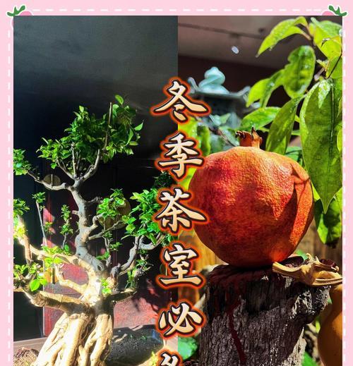 榕树盆景冬天如何养护？耐寒最低温度是多少？