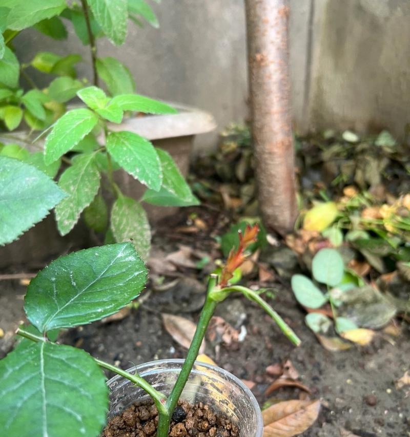 扦插时忍不住拔苗查看怎么办？冒芽后应如何处理？
