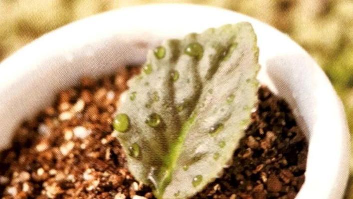 扦插时忍不住拔苗查看怎么办？冒芽后应如何处理？