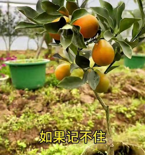 果树种植施肥有哪些技术要点？如何提高产量和经济效益？