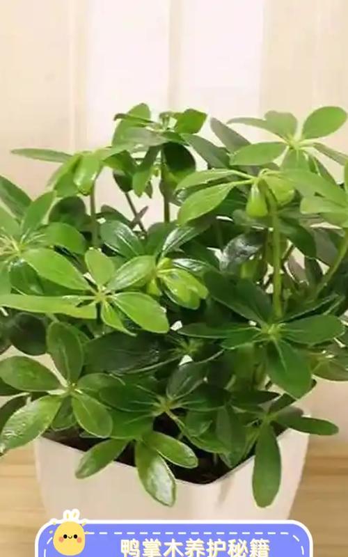 鹅掌木盆栽如何养护？有哪些常见问题及解决方法？