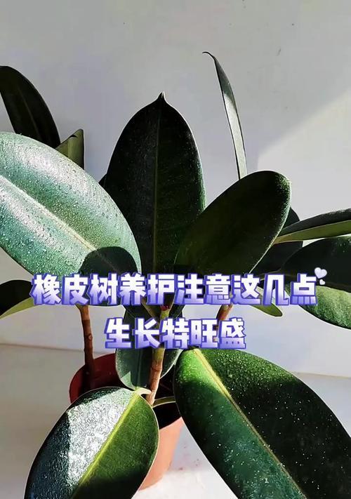 橡皮树盆栽养护需要注意什么？如何处理常见问题？