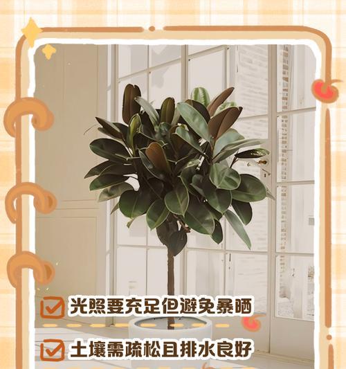 橡皮树盆栽养护需要注意什么？如何处理常见问题？