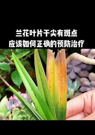兰花DOU+小助手如何使用？有哪些功能？