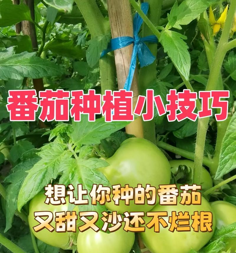 西红柿种子怎样催芽？有哪些有效的方法？