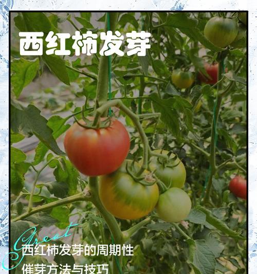 西红柿种子怎样催芽？有哪些有效的方法？