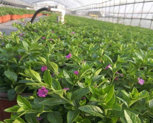 木本满天星的优雅花姿如何养护？全解析中有哪些要点？