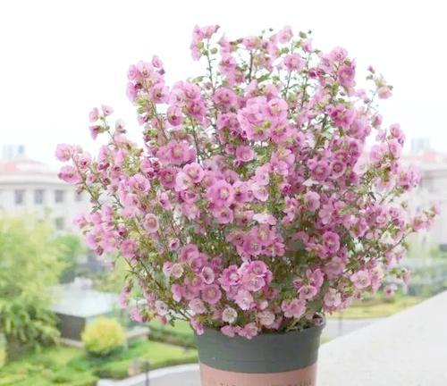 木本满天星的优雅花姿如何养护？全解析中有哪些要点？