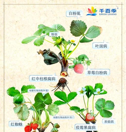 盆栽指南中包含哪些基础要点和制作技巧？