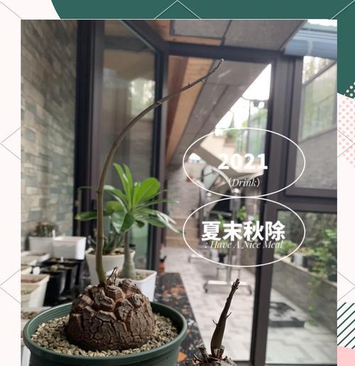 盆栽指南中包含哪些基础要点和制作技巧？