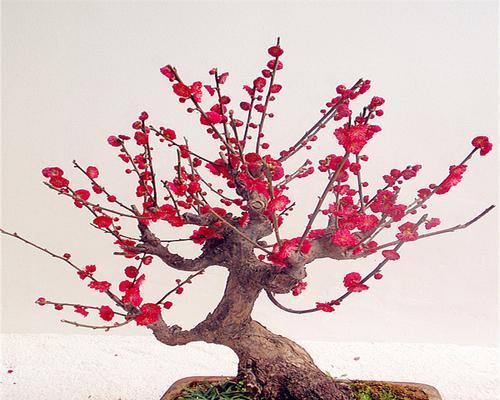 腊梅真的是梅花的一种吗？冬日花卉身份之谜如何解开？
