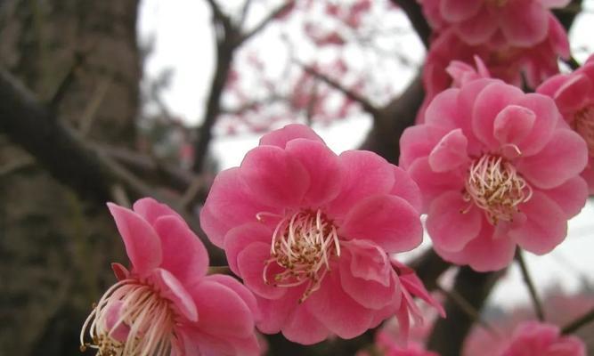腊梅真的是梅花的一种吗？冬日花卉身份之谜如何解开？