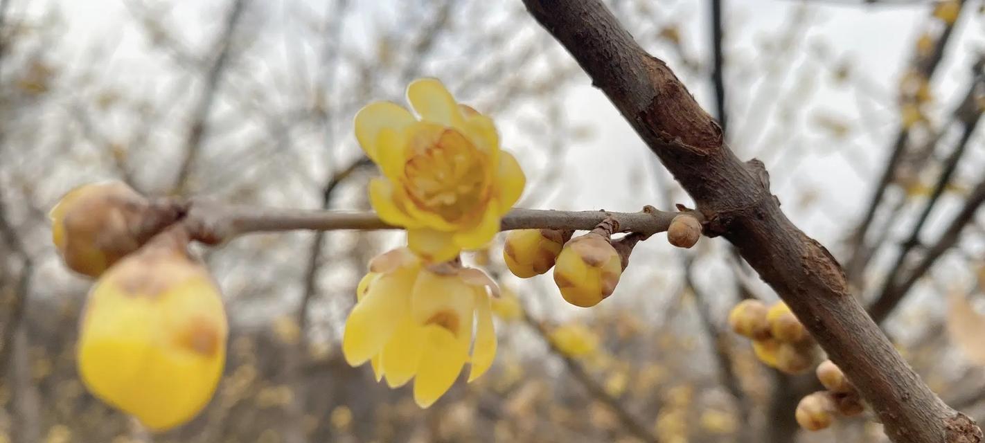 腊梅真的是梅花的一种吗？冬日花卉身份之谜如何解开？