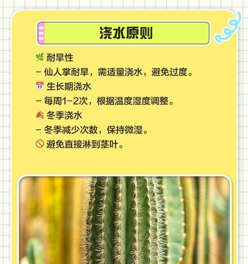 仙人掌有哪些品种？各自的养护特点是什么？