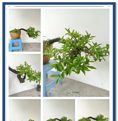 桌面树桩盆景如何养护？常见问题有哪些？