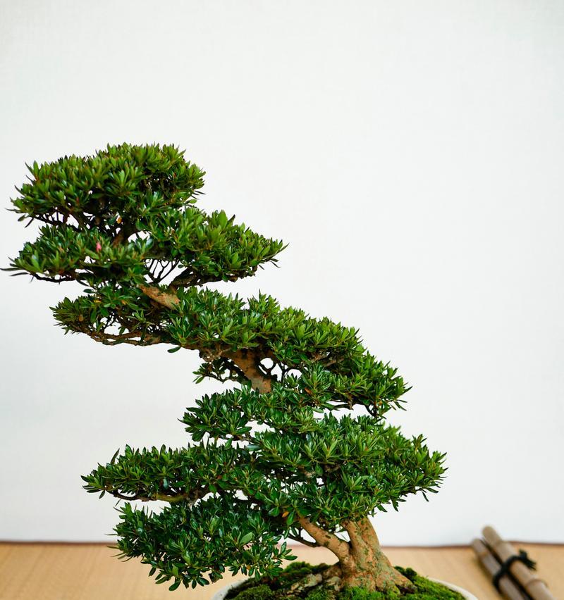 小罗汉松盆景的养护要点是什么？常见问题有哪些？
