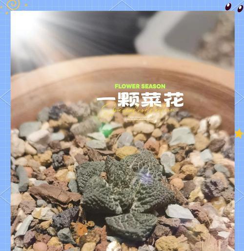 仙人球烂根应该在哪个季节修剪？