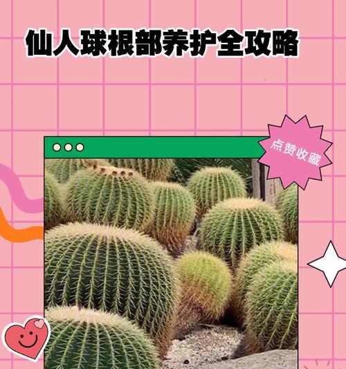 仙人球烂根应该在哪个季节修剪？