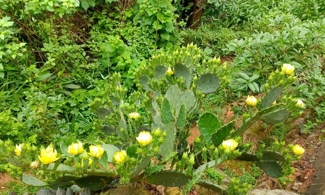 仙人掌开花前四天需要做哪些特别处理？