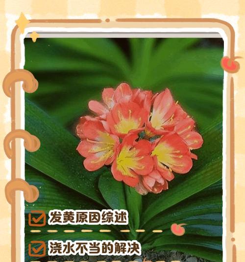 君子兰根部发黄是什么原因？
