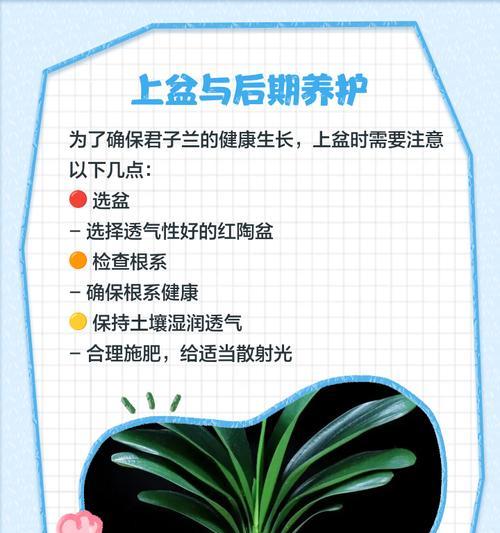 君子兰群兰芽子的养护要点有哪些？