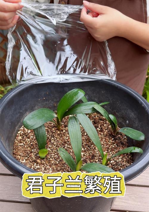 君子兰群兰芽子的养护要点有哪些？