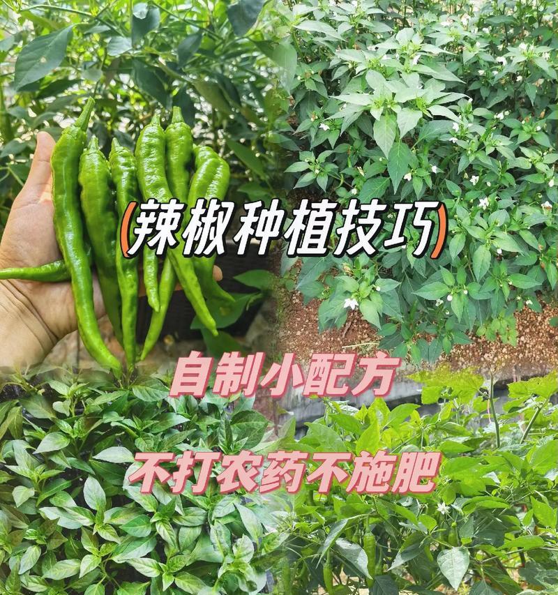 搅拌棒仙人掌的种植技巧有哪些？